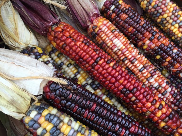colorful-dry-corn