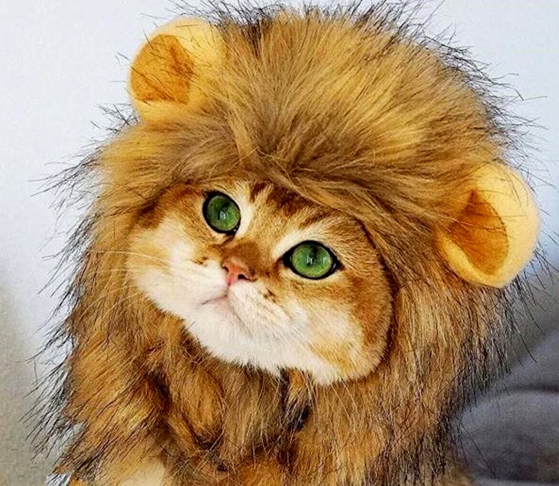 A little Lion pet costume for a cat