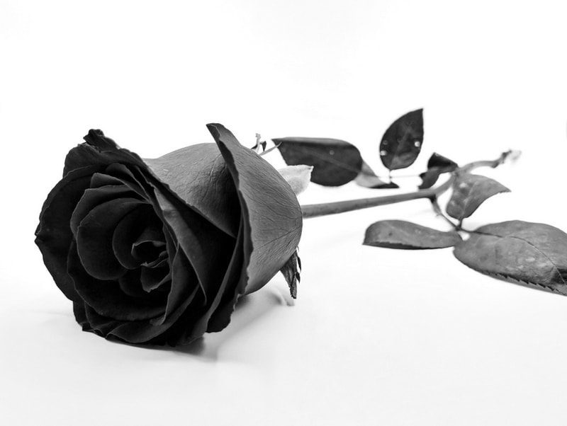 A black and white rose on place alone on the ground on a white background.
