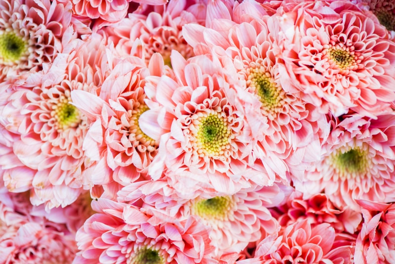 Closeup of chrysanthemum textured background