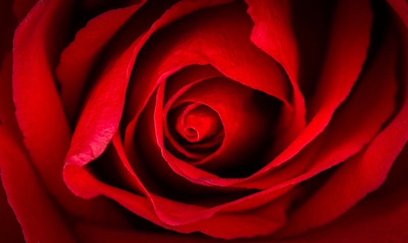 Beautiful close up of red rose