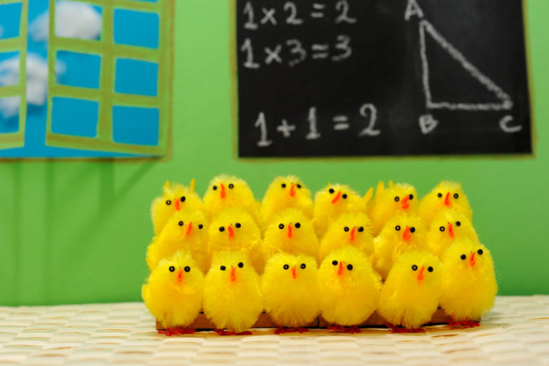 Chicks in Classroom