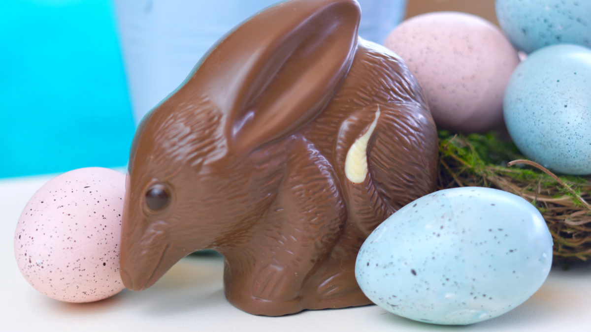 Australian milk chocolate Bilby Easter egg with eggs in nest