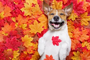 cbd for pets happy dog in fall leaves