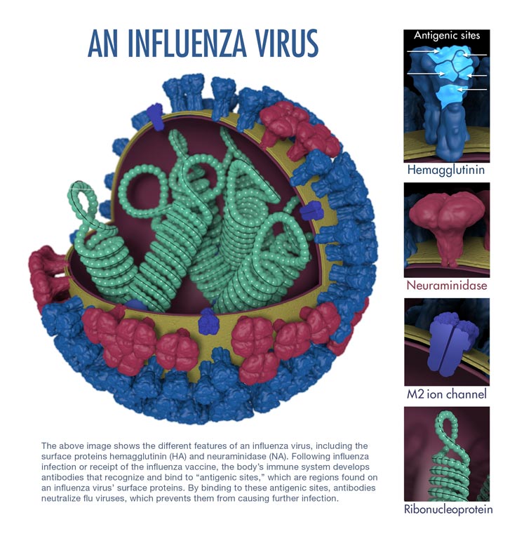 3D graphical representation of the biology and structure of a generic influenza virus