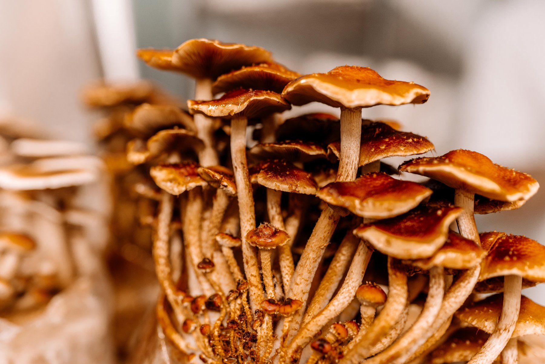 southwest mushrooms pioppino mushrooms